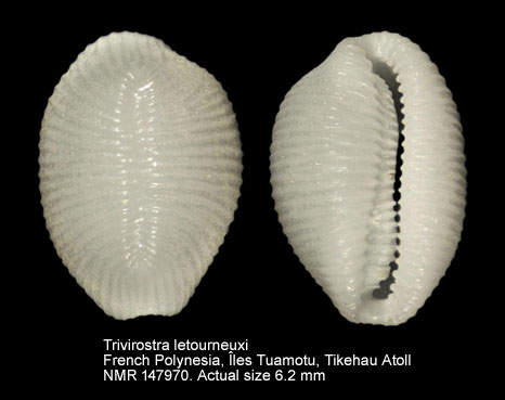 Trivirostra letourneuxi.jpg - Trivirostra letourneuxi (Fehse & Grego,2008)